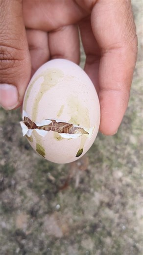 Amazing egg hatching 🐣🐣🐣#viral #shorts