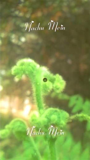 aapke pyar mein lyrics status reels