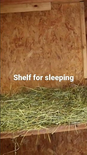 Goat house tour #goatshed #goathouse #goats