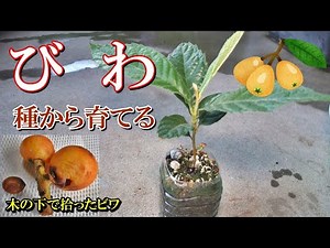 【ビワ種から育てる】びわの木の下に落ちてた果実の種を育てる、発芽鉢上げ曲付け