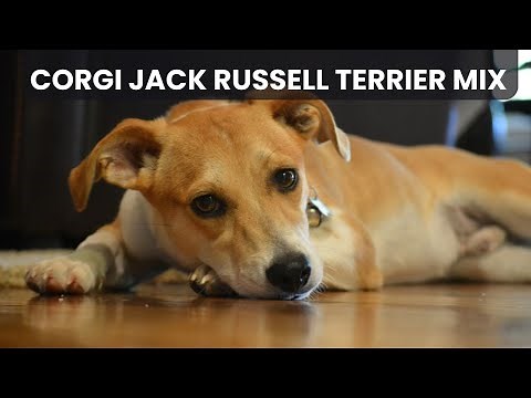 Corgi Jack Russell Terrier Mix AKA Cojack