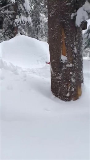 NEW: “More than 5 feet of snow has been dumped on Mammoth, California, in just the past 72 hours. At about 730 am this morning, two ski patrollers were caught in an avalanche while they were performing avalanche mitigation work. One sustained broken bones, and the other was rushed to the hospital with "serious injuries." The area is expecting another 12 to 18 inches of snow with wind gusts up to 55mph. The sign at the top of the mountain, which stands 24 feet tall, is nearly covered with snow.” 