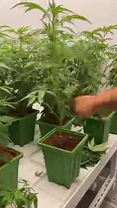 214K views · 5K reactions | Day 26 and last day of Veg at 24” after...