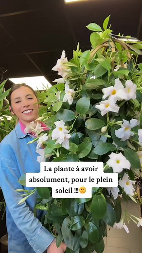 Dipladénia : La Plante Parfaite pour le Plein Soleil