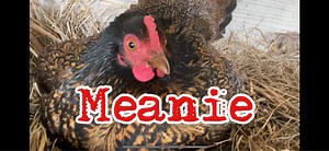 Ima Survivor Donkey and Farm Animal Sanctuary on Reels