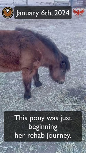 Change is coming… the equine world is responsible for irresponsible hoof care. | Hoofing Marvellous