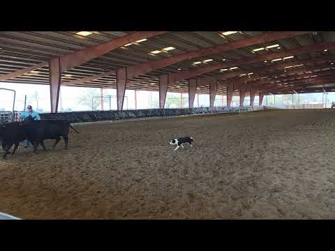 Panda Open rnd 1 Chowchilla 