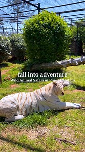 📣This fall, trade hayrides for hoof beats and make your way to Wild Animal Safari in Pine Mountain!🦒🍂 Crunching leaves, crisp air, and capybaras? Yes, please!🤩 👉🏻 Learn more: animalsafari.com | Wild Animal Safari