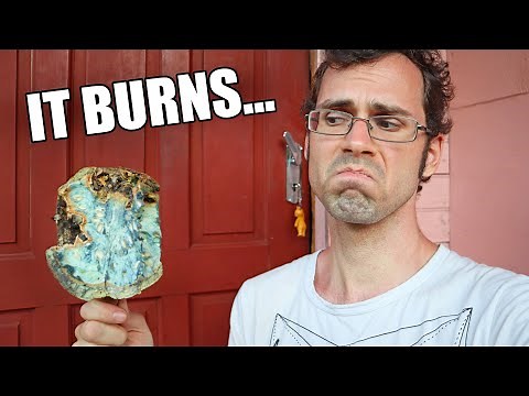 CANNONBALL FRUIT Review : Incredibly bizarre and beautiful tree - Weird Fruit Explorer in Jamaica