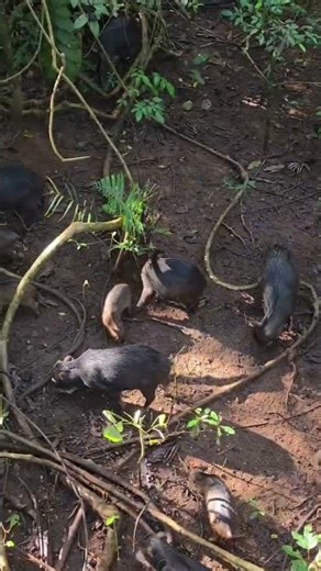 #animaisnanatureza #ceva #vidanomato #shorts #vistaincrivel #nature #viral #animals