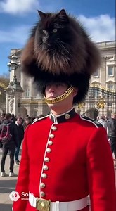 🤯 Best Hat EVER! Giant Black Cat Becomes Royal Guard's Bearskin