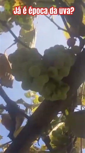 #uva #feliz #memes #cachorro #dog #pets #organica #cultivo #frutdeepoca