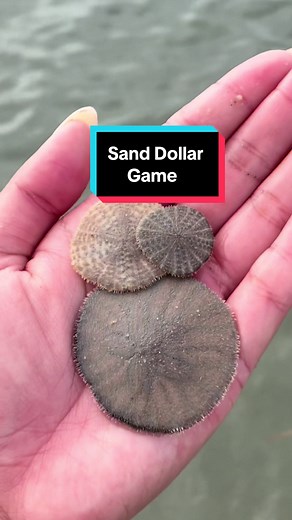 How to Tell If a Sand Dollar Is Alive or Dead (Live vs Dead)