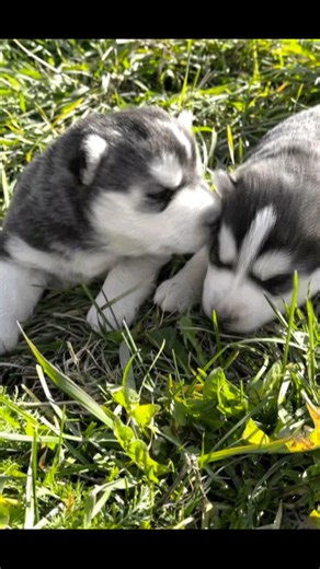 Two blue eyed Siberian Husky brothers, three weeks old, discovering this great big world. . . . #husky #snowsongsiberians #huskypups #siberianhusky #blueeyedhusky | Snowsong Siberians and Cockapoos | Facebook