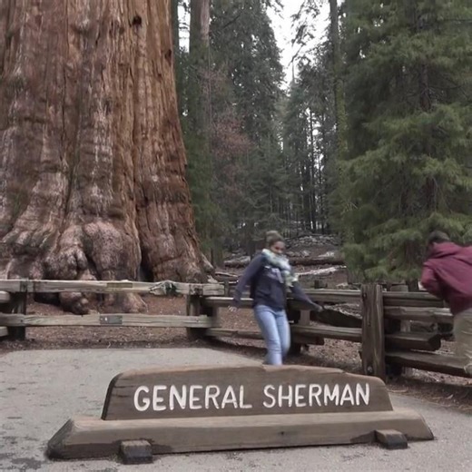 Check out these Giant and amazing trees #Trees #Nature #NatureLovers #BeautifulNature #GiantTrees