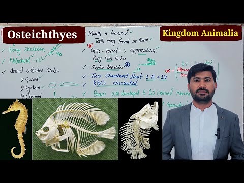 Osteicthyes or Bony Fish, Kingdom animalia Fsc biology class 11 by irtisamsbiology