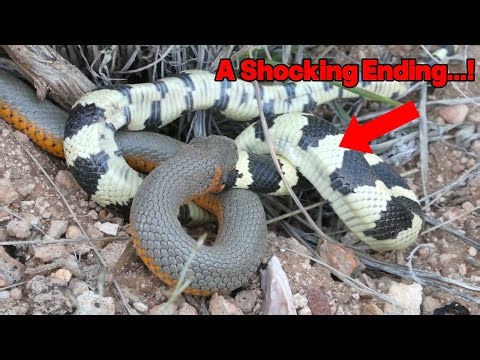 Wild Animal Fights: Savage Snake Battles You’ve Never Seen Before