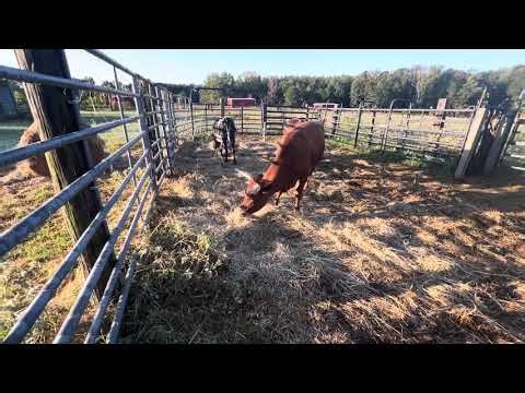 How to train new cattle to electric fence | 1 strand of poly braid | Corriente Cattle