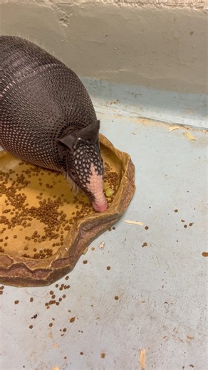 The Boonshoft Museum on Instagram: "Did you know that armadillos don't have the best eyesight? Their sense of smell is much stronger and they rely on it to find little bugs and food that may be burried under the ground. Check out Banjo using his nose to sniff his way to his food! #boonshoftmuseumofdiscovery #armadillo #discoveryzoo"