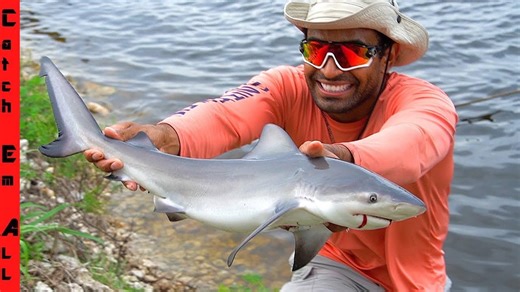 Catching a bull shark where it doesn’t belong