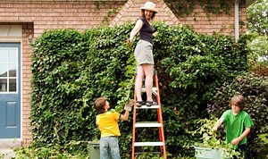 Gardening: How to remove ivy from brickwork and trees
