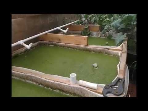 DIY Duckweed Grower