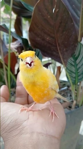 Yellow Canary Beautiful and Colorful Bird #bird #birds #animal #animals #nature #wildlife