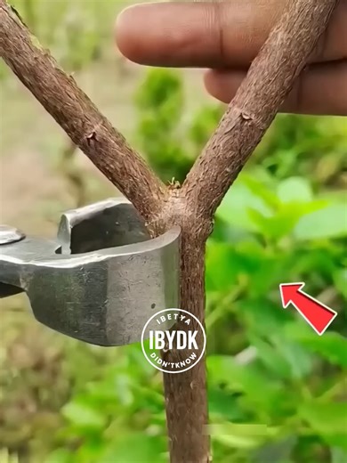 The Surprising Benefits of Green Chilies in Tree Branches