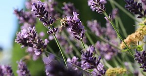 Bee, Honey Bee, Insect. Free Stock Video