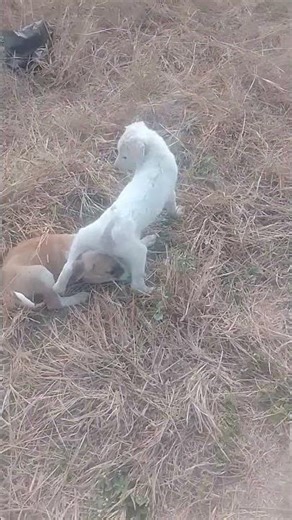Stray dog puppies eating dried cow dung