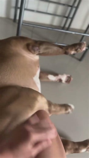 Begging again, human 😂 #AmericanBully #americanbully #doglover #highlights #dogs #dogowner