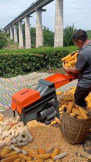 High capacity maize thresher. #backbone #maize