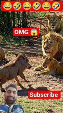 warthog Vs lion funny moment 😂 #lion #wildlifeentertainment #funny #animals #shortsfeed #comedy