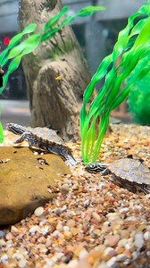 We’re completely obsessed with our new adorable ringed map turtle residents! Have you stopped by to see them yet? 🐢 | Audubon Aquarium