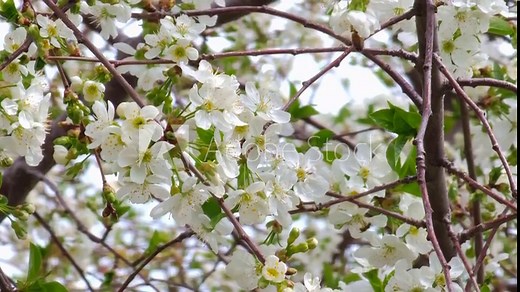 blooming cherry tree at sunny spring day, wide angle closeup