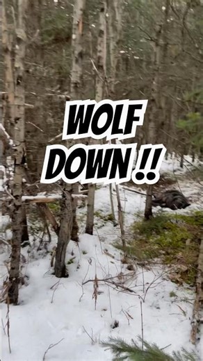 Trapping Wolves: Mastering the Art of the Snare! #trapping #wolftrapping #trappingwolves