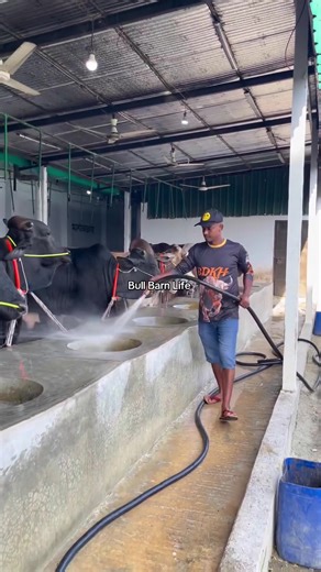 The shepherd is able to work well at the speed of the pipe #fyp | shepherd