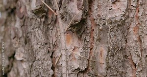 The European stick insect (Bacillus rossius) on a pine tree