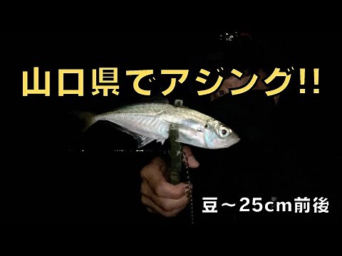 【山口県釣果情報】山陰側のアジング事情