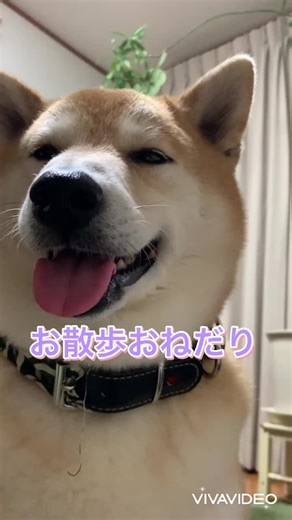 珍しいアングルです😀首かしげて可愛い🤍 #柴犬 #柴犬福 #可愛い #shibadog #おすすめにのりたい #tikdog #犬のいる生活 #散歩