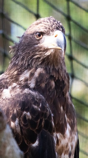 Say hello to our new bald eagle! Wait, that bird doesn't look like a bald eagle. 🦅 Stone Zoo Curator Bill Robles introduces our fierce new arrival, shares how we've made the habitat suitable for this wild rescue and why she doesn't look like the bald eagles you're thinking of... yet. | Stone Zoo