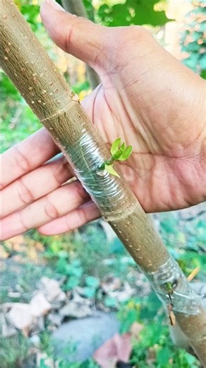 beautifull grafting technique🌳 #short #gardening #garden #plants #nature #craft #diy #grafting