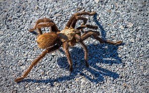 Tarantulas Are Crawling Across Texas and Looking for Love