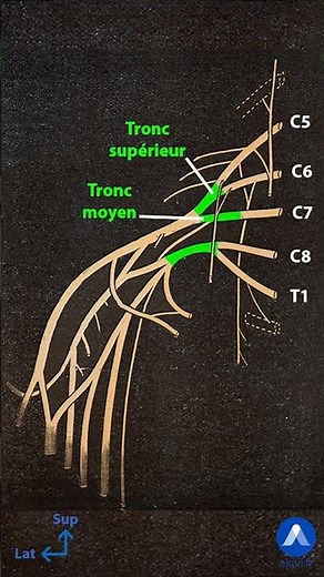 Plexus brachial - partie 1 #shorts #anatomie