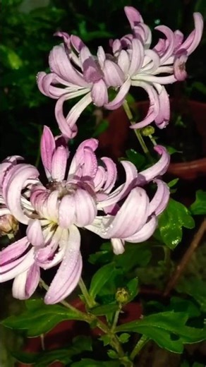 Meet our newest member: 🌿🌹🌸The 🌺Grandiflorum!✨#Grandiflorum#gardening #flowers#nature#garden#shorts