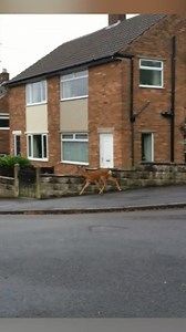 46K views · 309 reactions | People are finding more deer in big cities across Yorkshire... 歷 Here's why ⬇️ | BBC Yorkshire | Facebook
