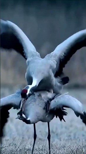 Rare Bird Mating Behavior in the Wild | Natural Wildlife Reproduction Scene