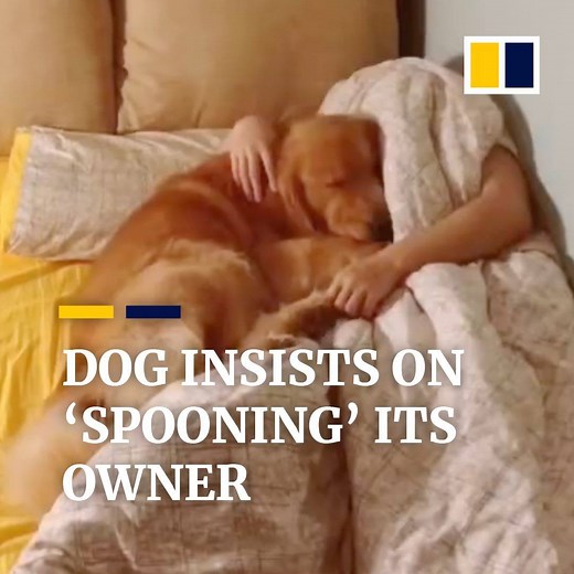 This man and his snuggling, spooning golden retriever = dog goals. | South China Morning Post
