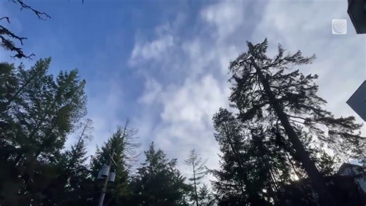 Bloom sits in a window box flower pot in the January sun in Nanaimo, BC