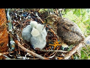 CHICKS IN THE NEST | Merlin Falcon Family Part 2/3